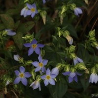 Exacum trinervium (L.) Druce